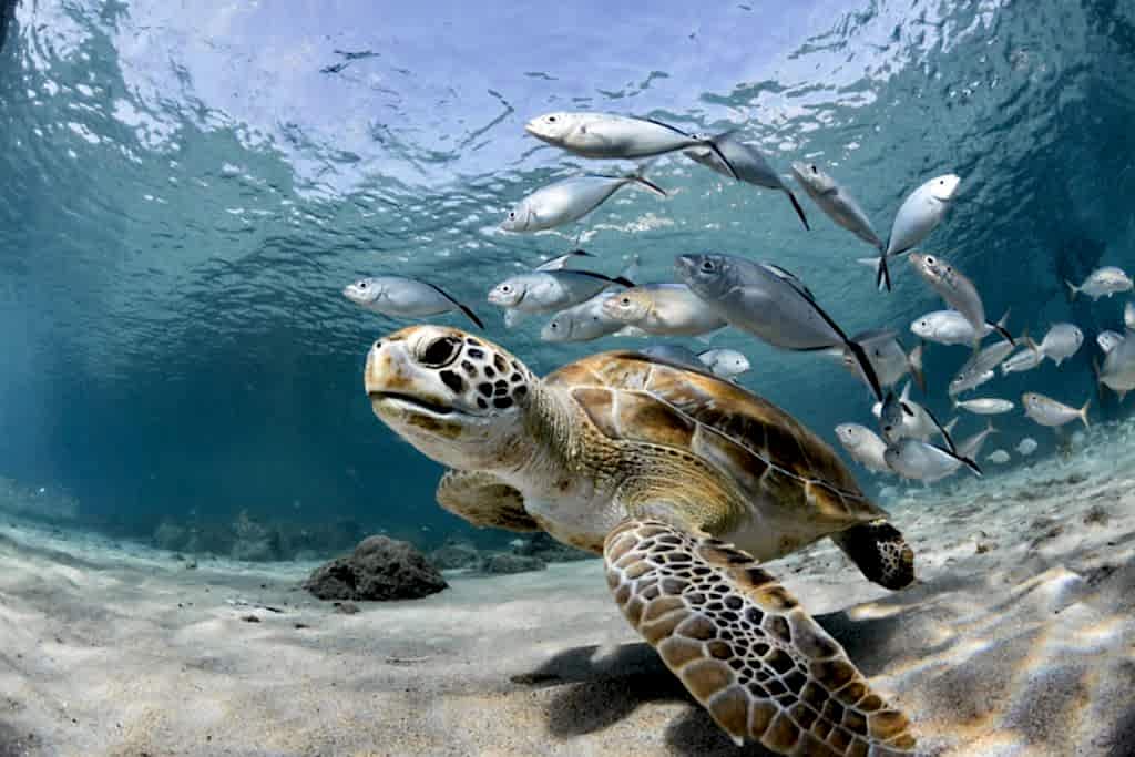 Lazy Seal Diving profesyonel, kaliteli ve kişiselleştirilmiş eğitim sunmayı ilke edinmiş bir tüplü dalış (scuba) merkezidir. İstanbul tüplü dalış eğitimi merkezi