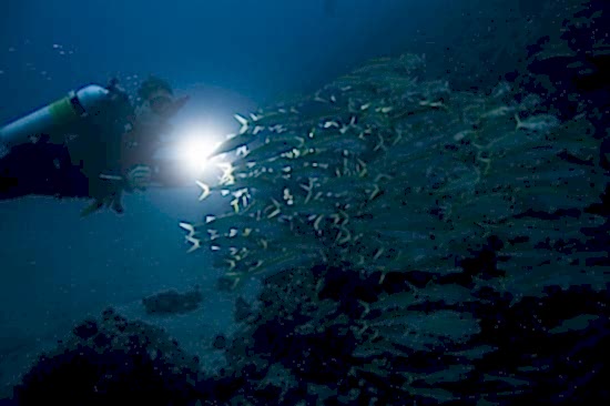 Lazy Seal Diving profesyonel, kaliteli ve kişiselleştirilmiş eğitim sunmayı ilke edinmiş bir tüplü dalış (scuba) merkezidir. İstanbul tüplü dalış eğitimi merkezi